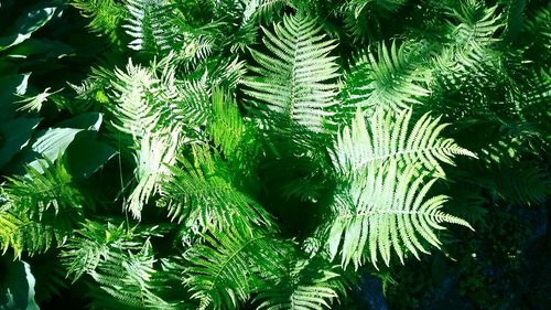 Close-up of leaves