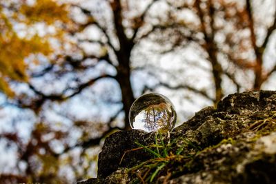 Low angle view of moss on rock