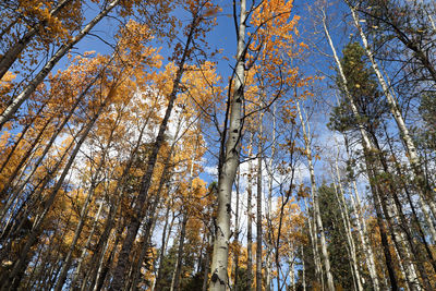 Low angle view of trees in forest against sky