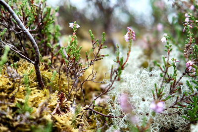 Close-up of pink flowering plants on field