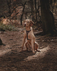 Dog looking away on field