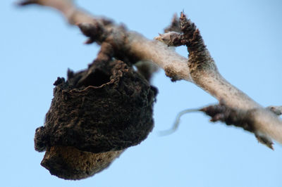 Low angle view of lizard against clear sky