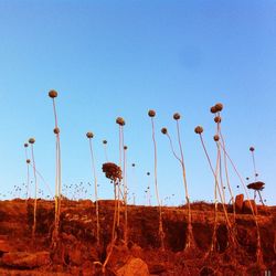 Low angle view of trees on field against blue sky