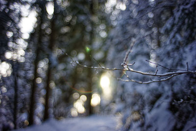 Close-up of pine tree during winter