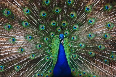 Close-up of peacock