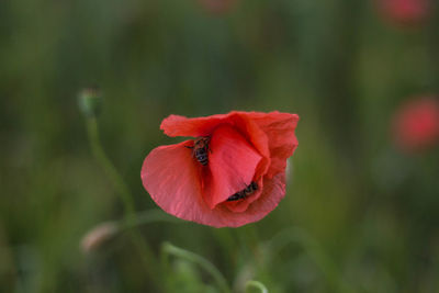 Close-up of red rose flower