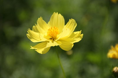 Close-up of yellow flower