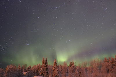 Low angle view of trees against sky at night