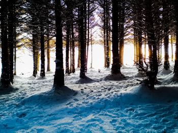 Trees in forest during winter
