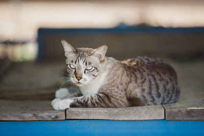 Gray cat lying on a wooden board and looking ahead.