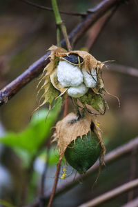Close-up of the cotton plant hanging on twig