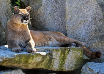 Lion sitting on rock at zoo