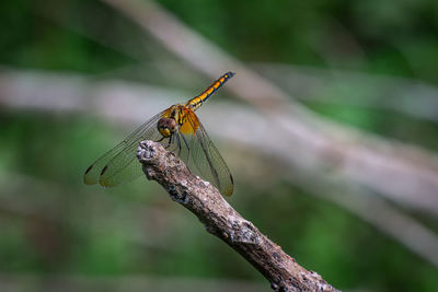 Dragonfly on the branch is wild in nature with blur background, close up