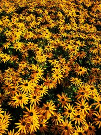 High angle view of yellow flowering plants