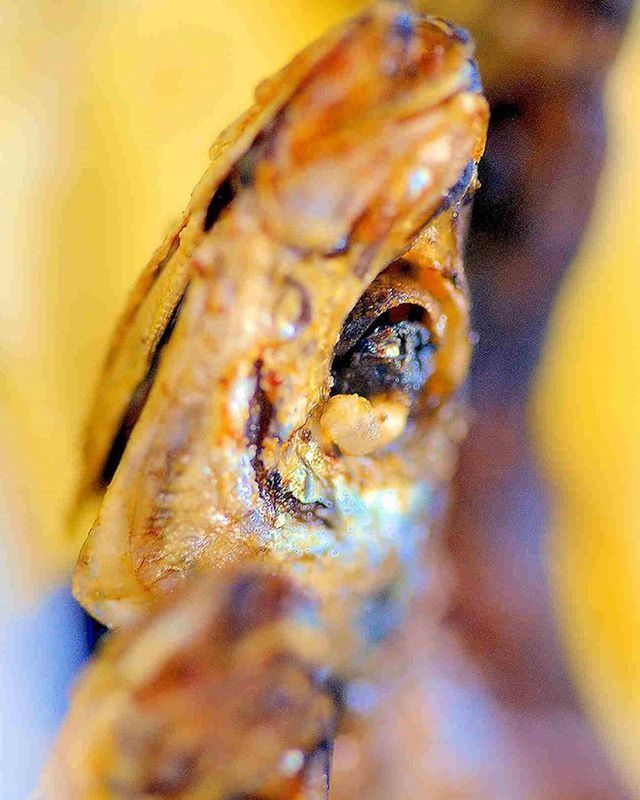 one animal, animal themes, close-up, animals in the wild, wildlife, selective focus, insect, extreme close-up, macro, animal eye, detail, nature, focus on foreground, animal body part, yellow, day, outdoors, no people, zoology, animal head