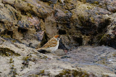 View of bird on rock formation