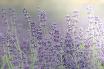 Close-up of purple flowering plants on field