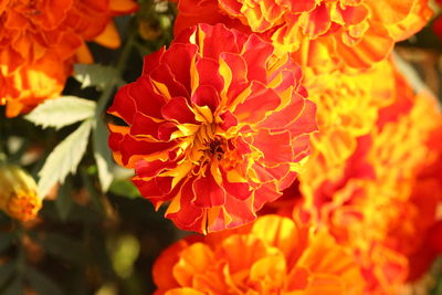 Close-up of orange flower