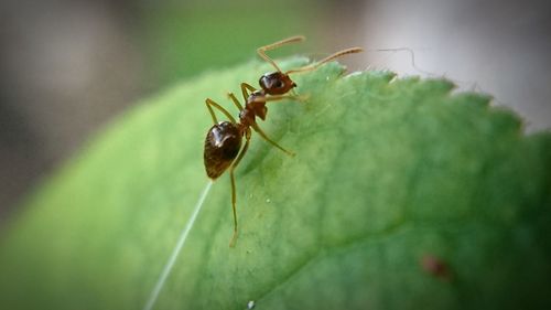 Close-up of insect on leaf