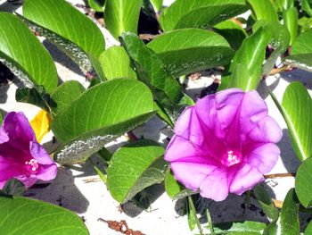 Close-up of pink flowering plant