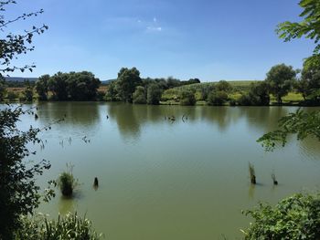 Reflection of trees in calm lake