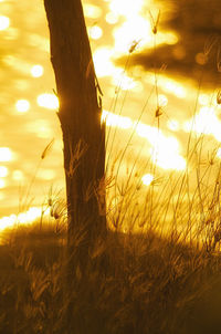 Close-up of tree trunk during sunset