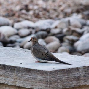 Close-up of bird perching on wood