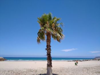 Coconut palm trees on beach against blue sky
