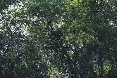 Low angle view of trees in forest