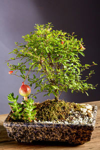 Close-up of pomegranate bonsai