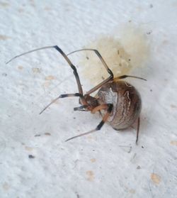 High angle view of insect