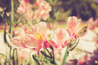 Close-up of pink flower
