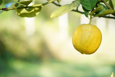 Close-up of lemon growing on tree