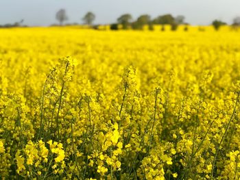 Scenic view of oilseed rape field