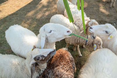 High angle view of sheep on field