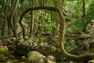 Stream flowing through forest