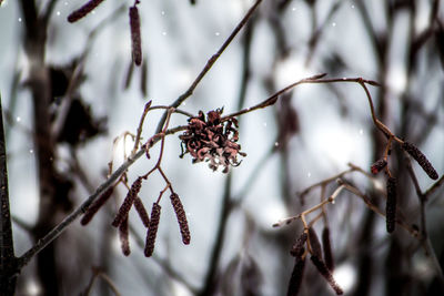 Close-up of dry tree in winter