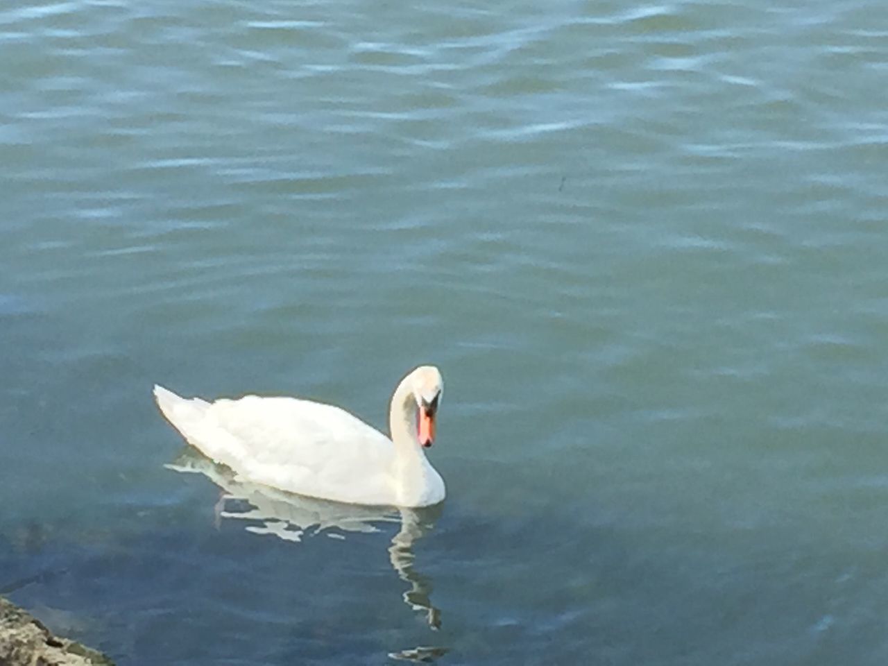 bird, animal themes, water, animals in the wild, wildlife, swan, lake, waterfront, swimming, white color, one animal, rippled, nature, water bird, reflection, outdoors, floating on water, no people, beauty in nature, day