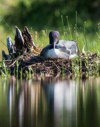 Birds on lake