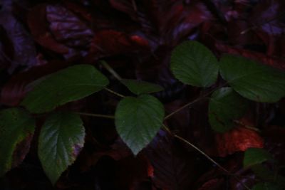 Close-up of fresh green leaves