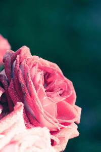 Close-up of pink rose