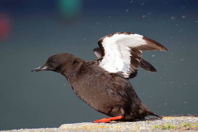 Close-up of a bird flying over water