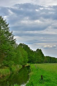 Scenic view of trees on field against sky