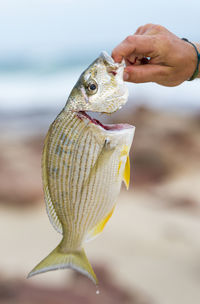 Close-up of hand holding fish