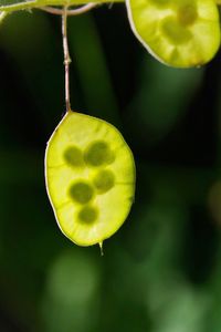 Close-up of fruit on plant