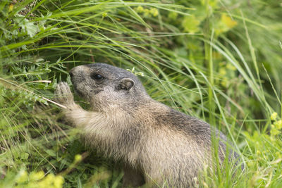 Close-up of an animal on grass