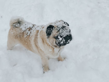 High angle view of a dog in snow