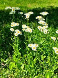 Close-up of flowers blooming in field