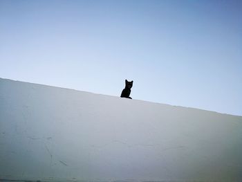 Low angle view of cat sitting on wall against clear sky