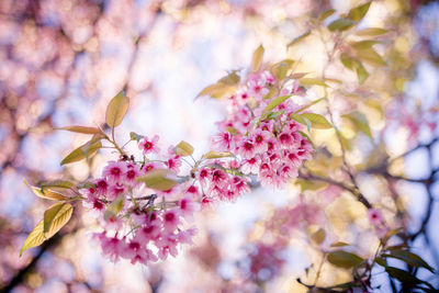 Close-up of pink cherry blossoms in spring